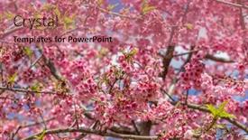  Presentation with cherry blossom - Slide deck with pink-sakura-cherry-blossom-close background and a coral colored foreground