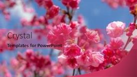  Presentation with cherry blossom - PPT layouts enhanced with pink-sakura-cherry-blossom-close background and a red colored foreground