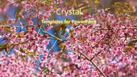  Presentation with cherry blossom - Cool new PPT theme with pink-sakura-cherry-blossom-close backdrop and a tawny brown colored foreground