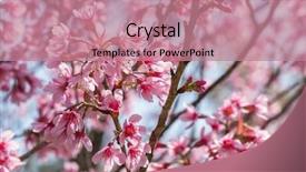  Presentation with sakura japanese cherry branch - Amazing slides having pink sakura cherry blossom close backdrop and a coral colored foreground
