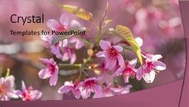  Presentation with cherry blossom - PPT theme enhanced with pink sakura cherry blossom close background and a coral colored foreground