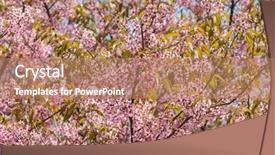 Presentation with cherry blossom - Beautiful PPT layouts featuring pink sakura cherry blossom close backdrop and a coral colored foreground