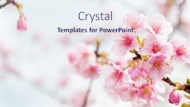  Presentation with sakura - PPT layouts having pink sakura flower background and a sky blue colored foreground