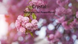  Presentation with pink flowers - Beautiful PPT layouts featuring pink sakura flowers on spring backdrop and a  colored foreground