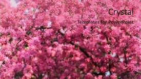  Presentation with pink flowers - Audience pleasing slide deck consisting of pink sakura flowers on spring backdrop and a  colored foreground
