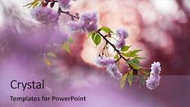  Presentation with pink flowers - PPT theme enhanced with pink sakura flowers on spring background and a  colored foreground