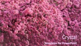  Presentation with pink flowers - Theme consisting of pink sakura flowers on spring background and a  colored foreground