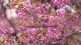  Presentation with pink flowers - Colorful theme enhanced with pink sakura flowers on spring backdrop and a  colored foreground