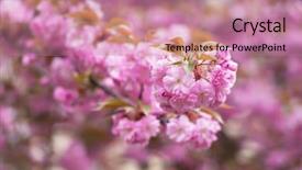  Presentation with pink flowers - PPT layouts consisting of pink sakura flowers on spring background and a  colored foreground