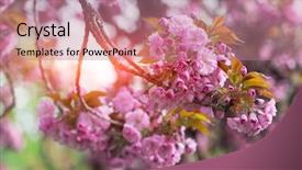  Presentation with sakura - Slides enhanced with pink sakura flowers on spring background and a  colored foreground