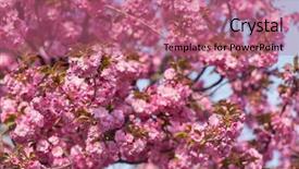  Presentation with drawing of pink lotus flower - Theme with pink sakura flowers on spring background and a  colored foreground