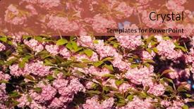 Presentation with sakura japanese cherry branch - Amazing theme having pink sakura flowers on spring backdrop and a  colored foreground