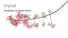  Presentation with pink silk - Amazing theme having pink-silk-floss-tree-flower backdrop and a white colored foreground