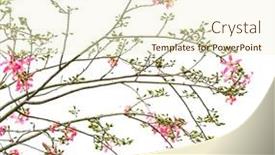  Presentation with fiber optic - Slide set featuring pink-silk-floss-tree-flower background and a cream colored foreground