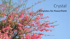  Presentation with pink silk - PPT theme enhanced with pink-silk-floss-tree-flower background and a  colored foreground