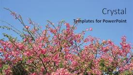  Presentation with pink silk - Theme consisting of pink-silk-floss-tree-flower background and a  colored foreground