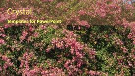  Presentation with pink silk - Slide deck having pink-silk-floss-tree-flower background and a  colored foreground