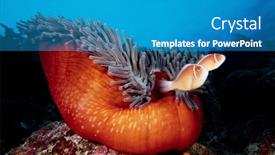  Presentation with indonesia - PPT theme enhanced with pink-skunk-anemonefish-couple-manado background and a teal colored foreground