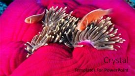  Presentation with pink - Slide deck enhanced with pink-skunk-anemonefish-couple-palau background and a crimson colored foreground