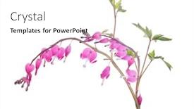  Presentation with pink flowers - PPT theme having pink-small-flowers-isolated background and a white colored foreground