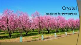  Presentation with tree farm - Amazing PPT theme having pink spring flowers blossoming tree backdrop and a light blue colored foreground
