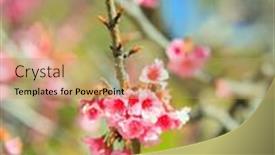  Presentation with blur - Presentation theme having pink-terry-fluffy-cherry-flowers background and a  colored foreground