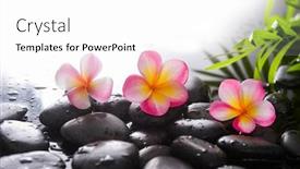  Presentation with pink green - Amazing presentation design having pink-three-frangipani-close-up backdrop and a white colored foreground