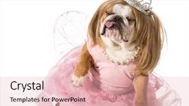  Presentation with english bulldog - PPT theme with pink tongue - spoiled dog - english bulldog background and a lemonade colored foreground