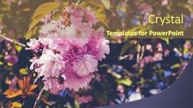  Presentation with springtime - PPT layouts having pink-tree-flovers-in-springtime background and a tawny brown colored foreground