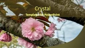  Presentation with bloom - 