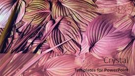  Presentation with color pink - PPT layouts featuring pink-tropical-leaves-texture-nature background and a coral colored foreground