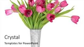  Presentation with drawing of pink lotus flower - PPT theme featuring pink tulip flower arrangement background and a white colored foreground