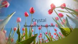  Presentation with blue tulip - Presentation design with pink-tulip-flowers-against-blue background and a  colored foreground