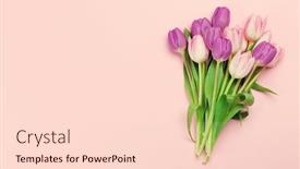  Presentation with tulip - Beautiful presentation featuring pink-tulip-flowers-bouquet-over backdrop and a lemonade colored foreground