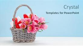  Presentation with blue tulip - PPT layouts enhanced with pink-tulip-flowers-bouquet background and a sky blue colored foreground