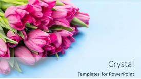  Presentation with blue tulip - Presentation design consisting of pink-tulip-flowers-bouquet background and a sky blue colored foreground