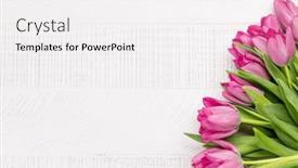  Presentation with pink flowers - Presentation enhanced with pink-tulip-flowers-bouquet background and a white colored foreground