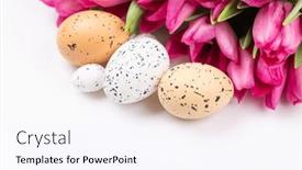  Presentation with tulip - 