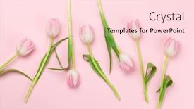  Presentation with tulip - Slide set enhanced with pink-tulip-flowers-over-pink background and a lemonade colored foreground