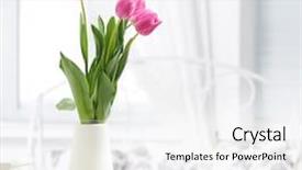  Presentation with tulip - Theme consisting of pink tulip in whit room background and a white colored foreground