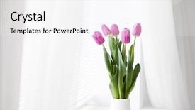  Presentation with pink and white roses - Beautiful theme featuring pink tulip in white room backdrop and a white colored foreground