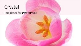  Presentation with pink white - Slide set with sporty attractive young blond woman doing side bend utthita trikonasana posture extended triangle pose studio full length isolated shot profile view on white background background and a pink colored foreground