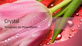  Presentation with water droplets - Theme consisting of pink tulip with water droplets background and a coral colored foreground
