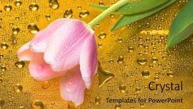  Presentation with tulip drops - Beautiful slide deck featuring pink tulip with water drops backdrop and a gold colored foreground