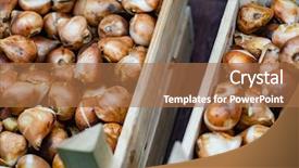  Presentation with season - Colorful presentation design enhanced with pink tulips and yellow daffodil backdrop and a coral colored foreground