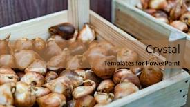  Presentation with purple teal yellow pink and orange - PPT theme having pink tulips and yellow daffodil background and a coral colored foreground