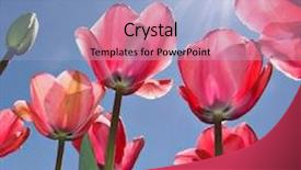  Presentation with festival - Presentation theme with pink tulips at canberra's background and a light blue colored foreground