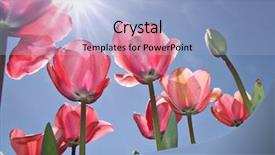  Presentation with festival - Colorful slides enhanced with australia canberan - pink tulips at canberra's floriade backdrop and a light blue colored foreground