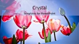  Presentation with festival - Presentation theme with canberra's floriade festival background and a light blue colored foreground