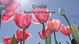  Presentation with festival - Presentation having pink tulips at canberra's background and a  colored foreground